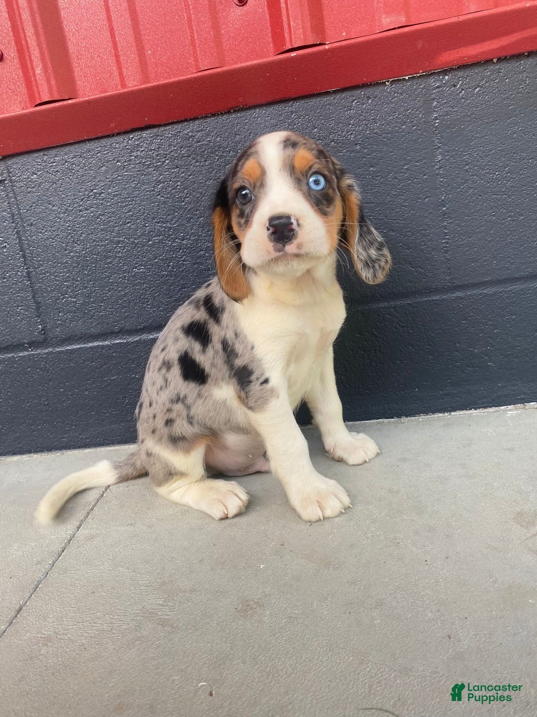 Beaglier dogs for sale: Alec - Image 2
