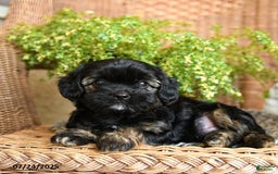 Chihuahua dogs for sale: Leo - Image 3