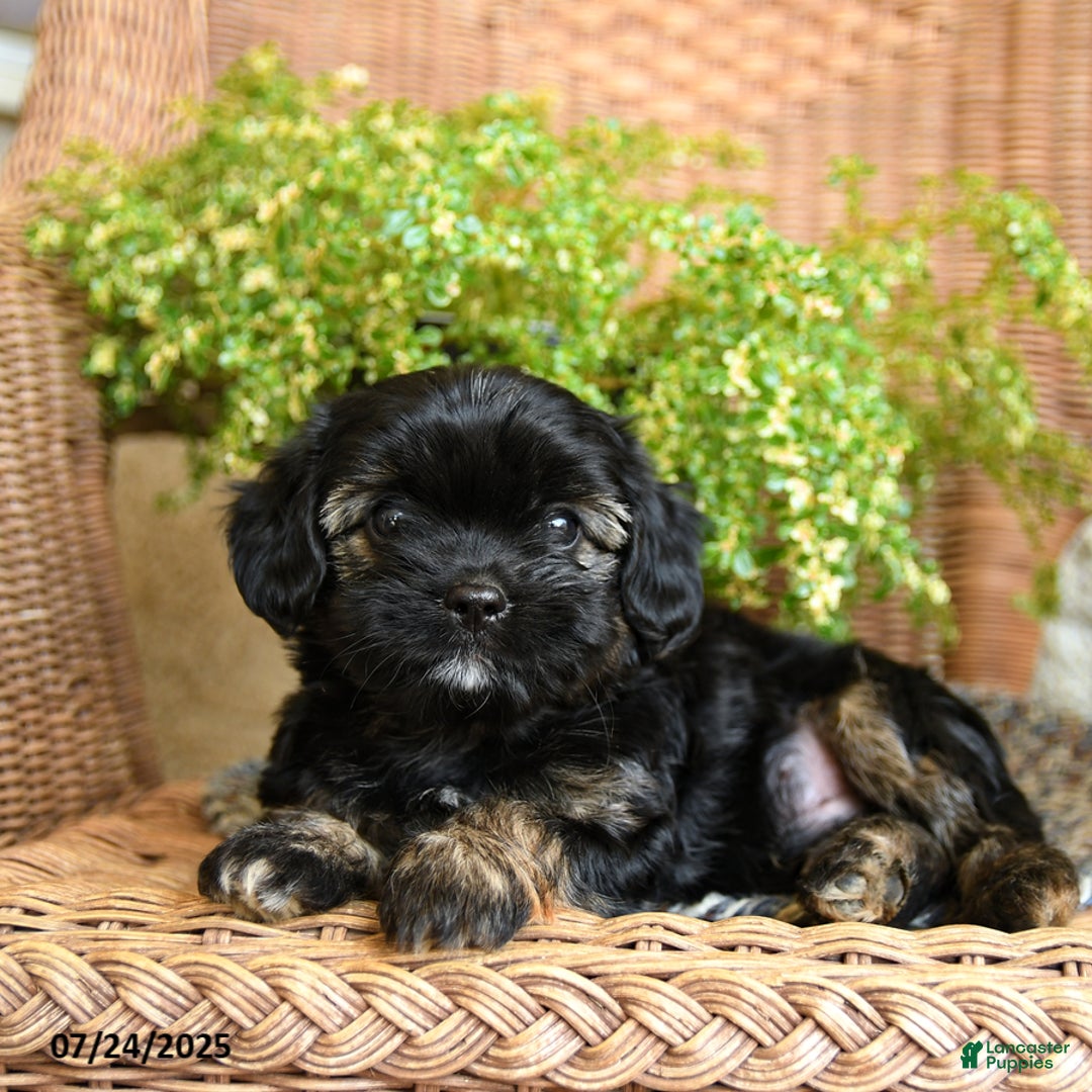 Chihuahua dogs for sale: Leo - Image 3