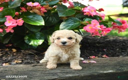 Bichpoo dogs for sale: Adrian - Image 2