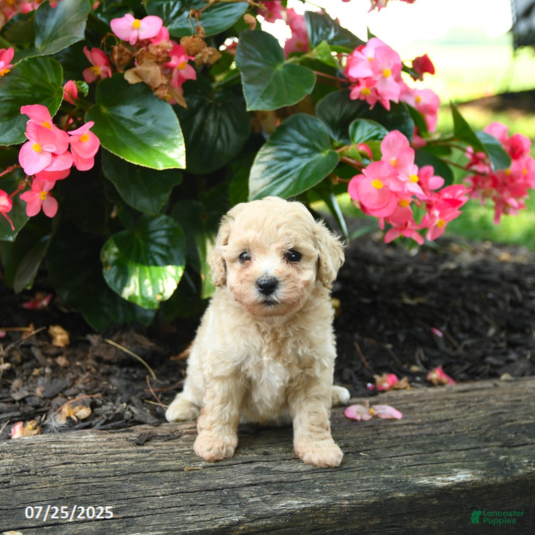Bichpoo dogs for sale: Adrian - Image 2