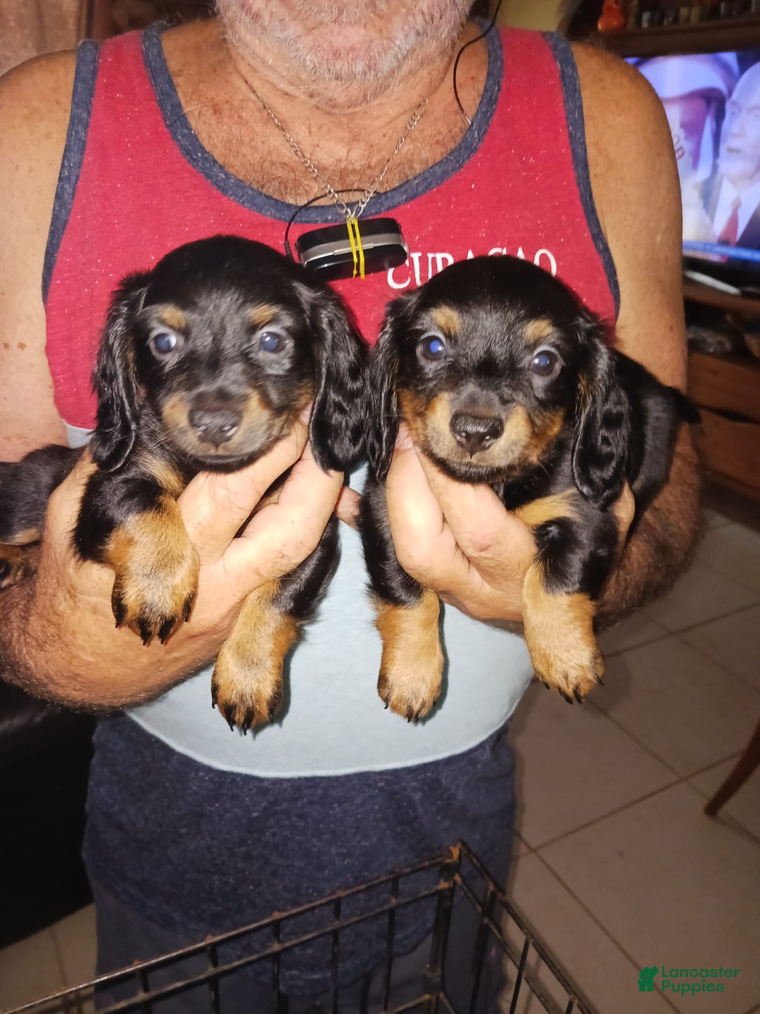 Dachshund dogs for sale: Male - Image 4