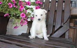 German Shepherd dogs for sale: Junior - Image 4
