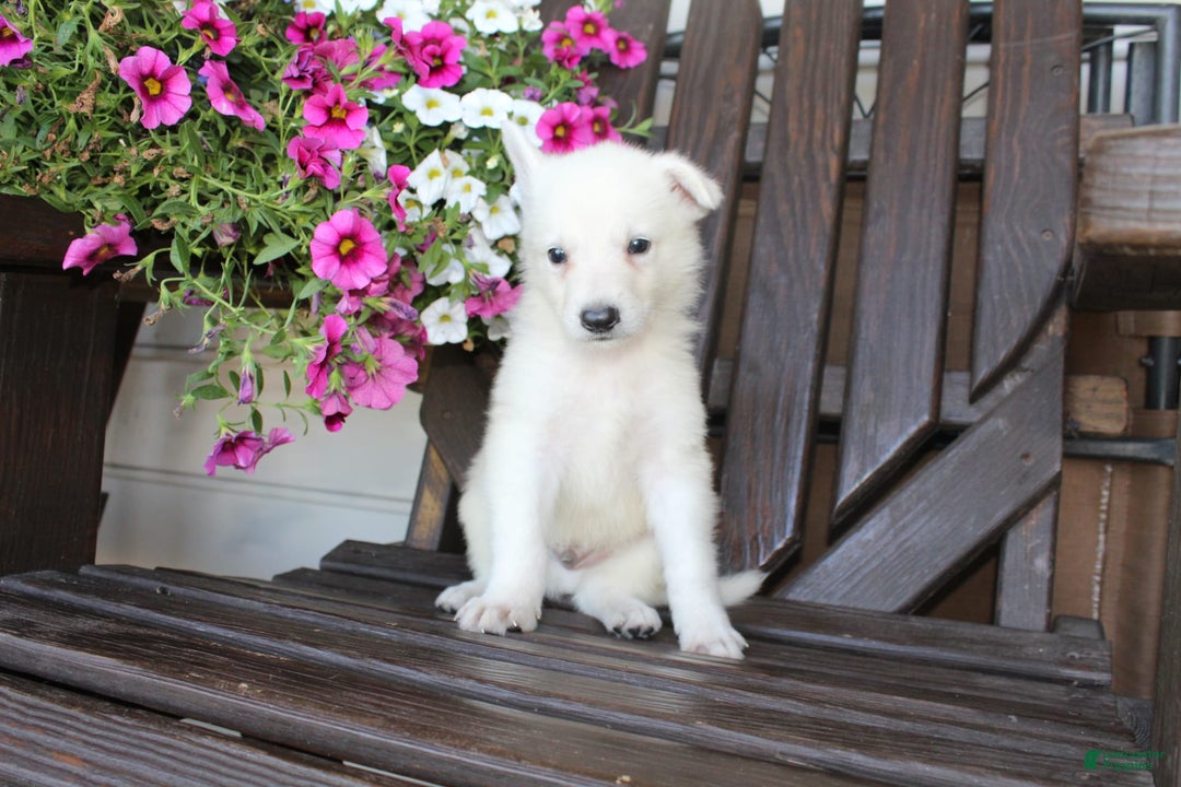 German Shepherd dogs for sale: Junior - Image 4