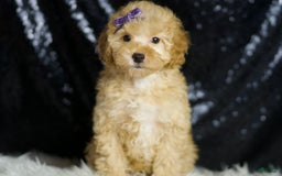 Toy Poodle dogs for sale: Hope - Image 3