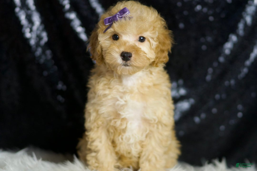 Toy Poodle dogs for sale: Hope - Image 3