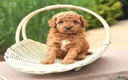 Cockapoo dogs for sale: Maple - Image 4