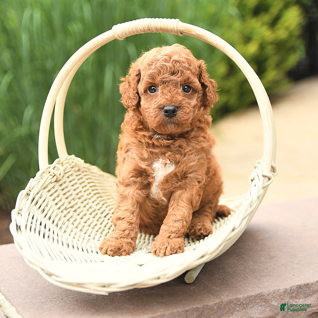 Cockapoo dogs for sale: Maple - Image 4