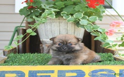 Pomeranian dogs for sale: Farra - Image 5