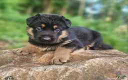 German Shepherd dogs for sale: Kimber - Image 6