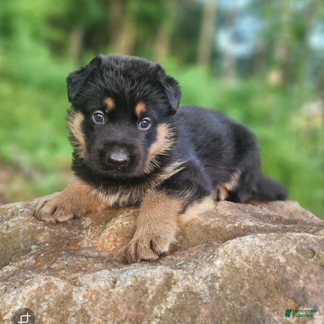 German Shepherd dogs for sale: Kimber - Image 6