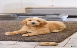 Goldendoodle dogs for sale: Goldendoodle 6 puppies - Image 4