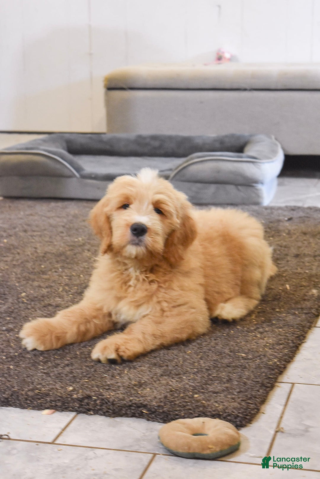 Goldendoodle dogs for sale: Goldendoodle 6 puppies - Image 4