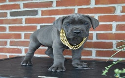 Cane Corso dogs for sale: Jasmine - Image 8