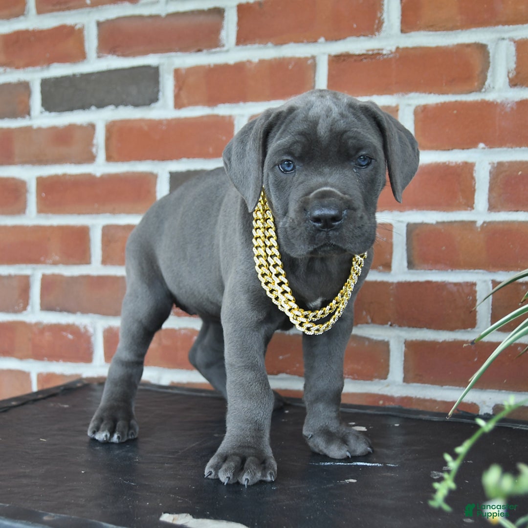 Cane Corso dogs for sale: Jasmine - Image 8