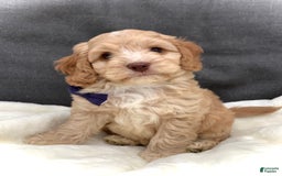 Cockapoo dogs for sale: Oliver - Image 18