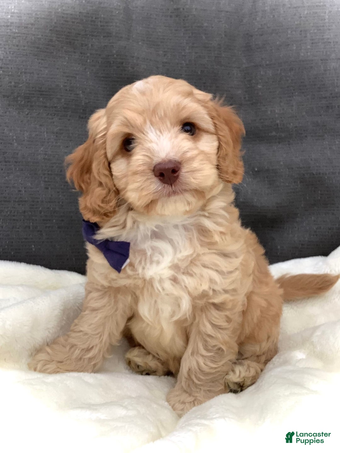 Cockapoo dogs for sale: Oliver - Image 18