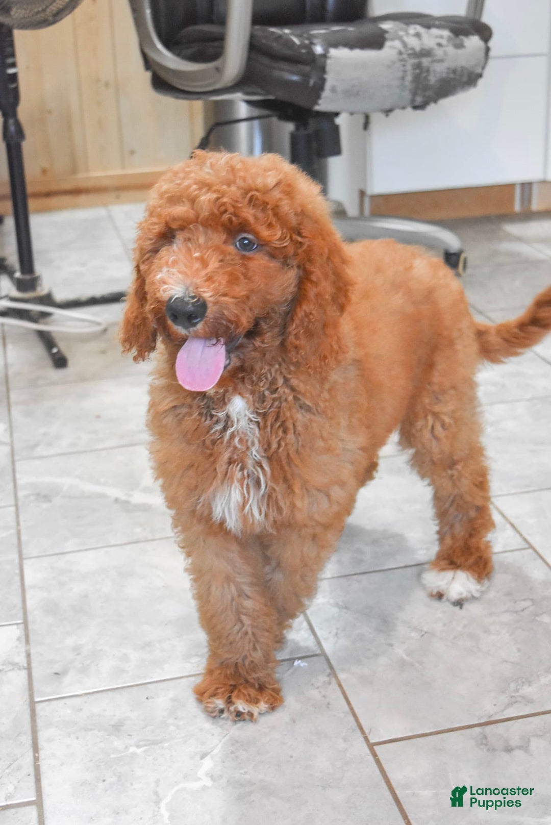 Goldendoodle dogs for sale: Oakley - Image 6