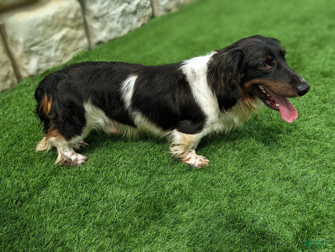 Dachshund dogs for sale: Lilly - Image 5
