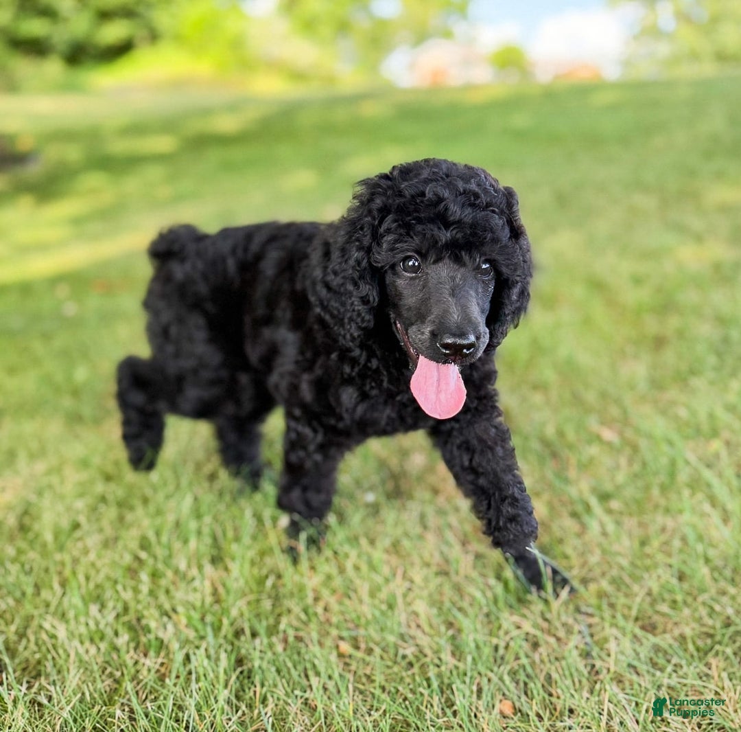 Standard Poodle dogs for sale: Gabby Silver Poodle - Image 2