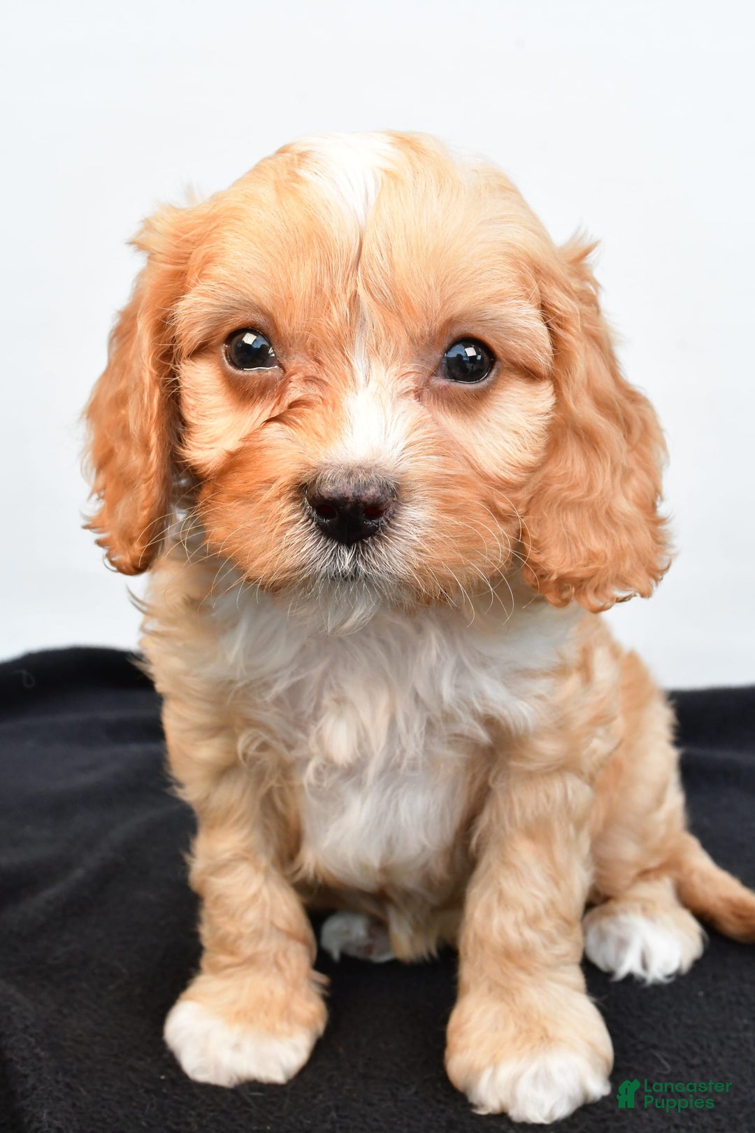 Cavapoo dogs for sale: Hershey - Image 5