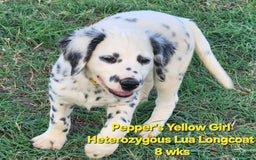 Dalmatian dogs for sale: Peppers Yellow Girl - Image 16