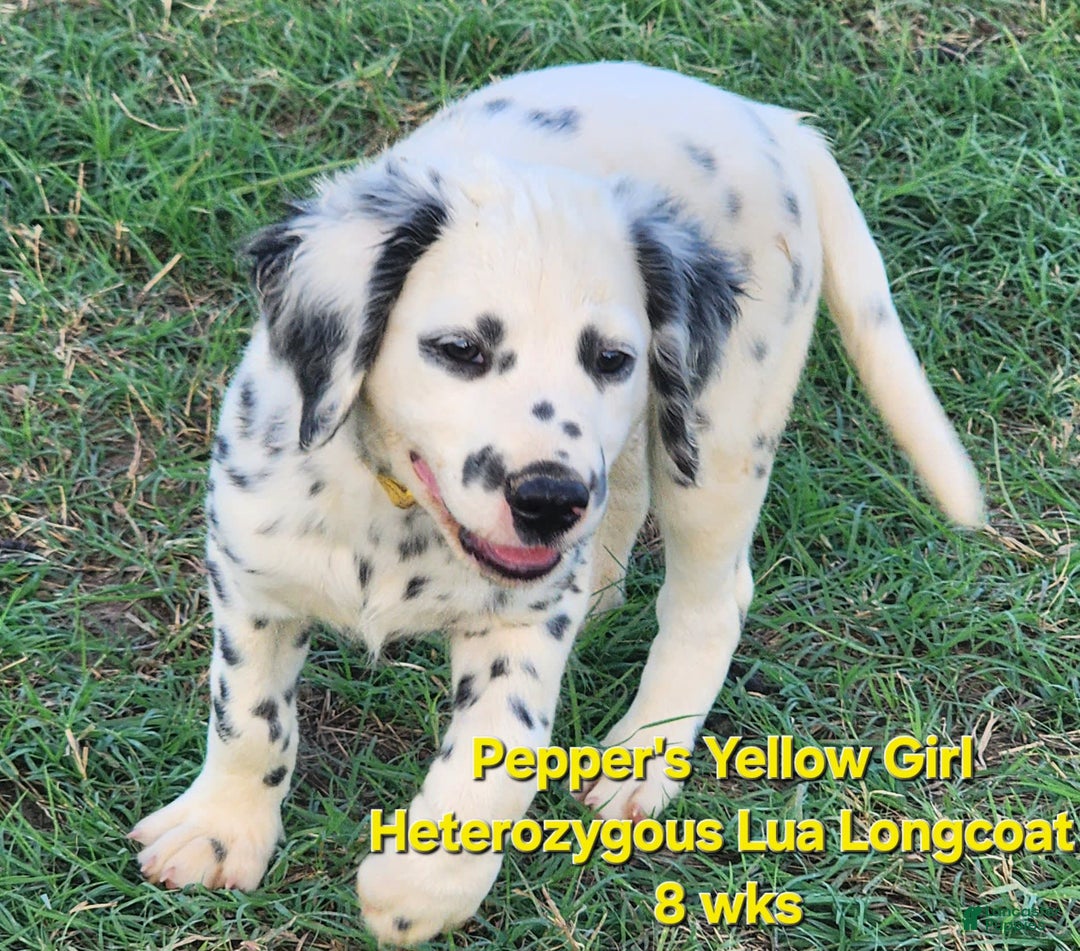 Dalmatian dogs for sale: Peppers Yellow Girl - Image 16