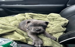 Cane Corso dogs for sale: Sandy - Image 1