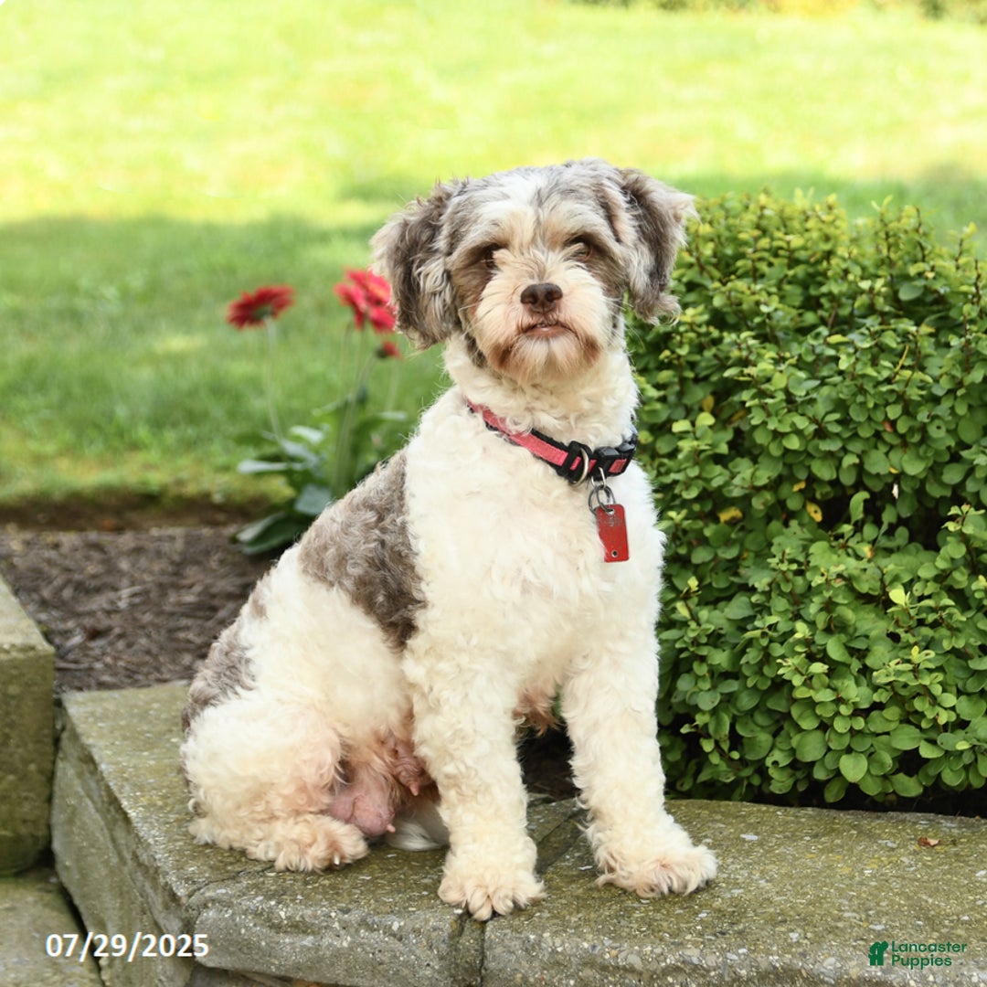 Havapoo dogs for sale: Loyal - Image 4