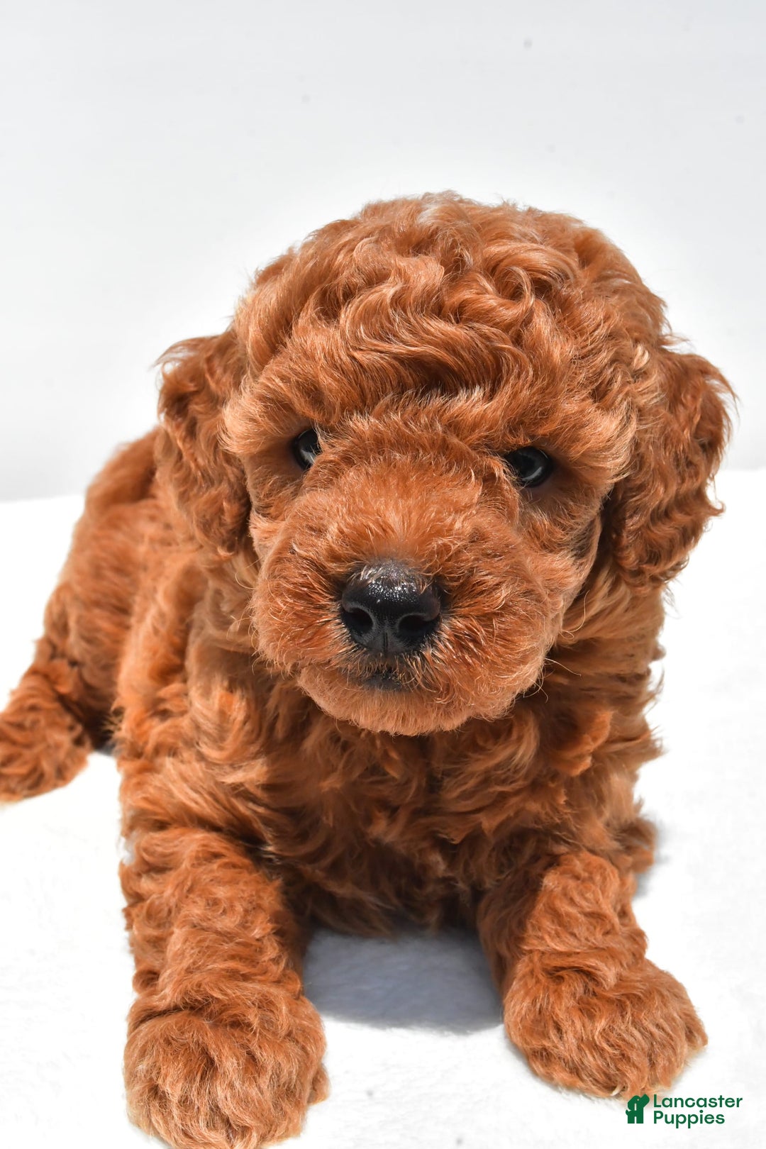 Miniature Poodle dogs for sale: Archie - Image 9