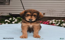 Goldador dogs for sale: Cooper - Image 1