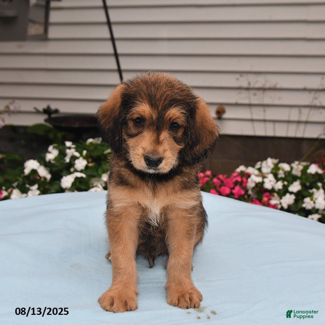 Goldador dogs for sale: Cooper - Image 1