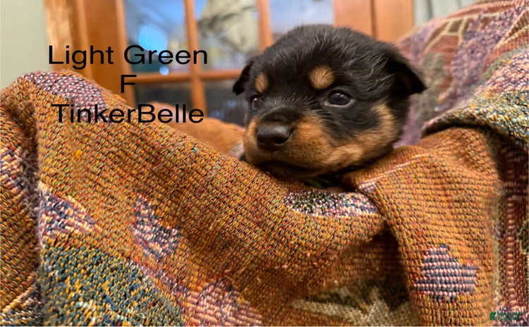 Rottweiler dogs for sale - Ad 2
