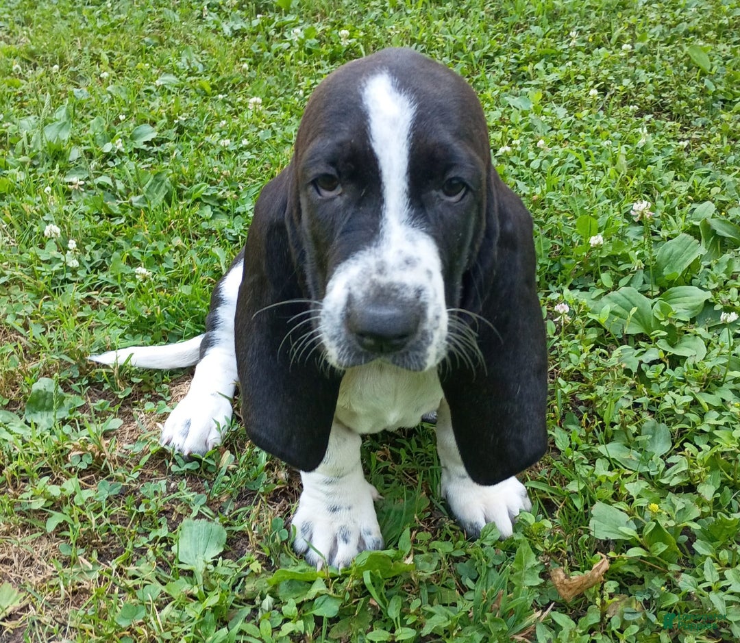 Basset Hound dogs for sale: Molly - Image 10