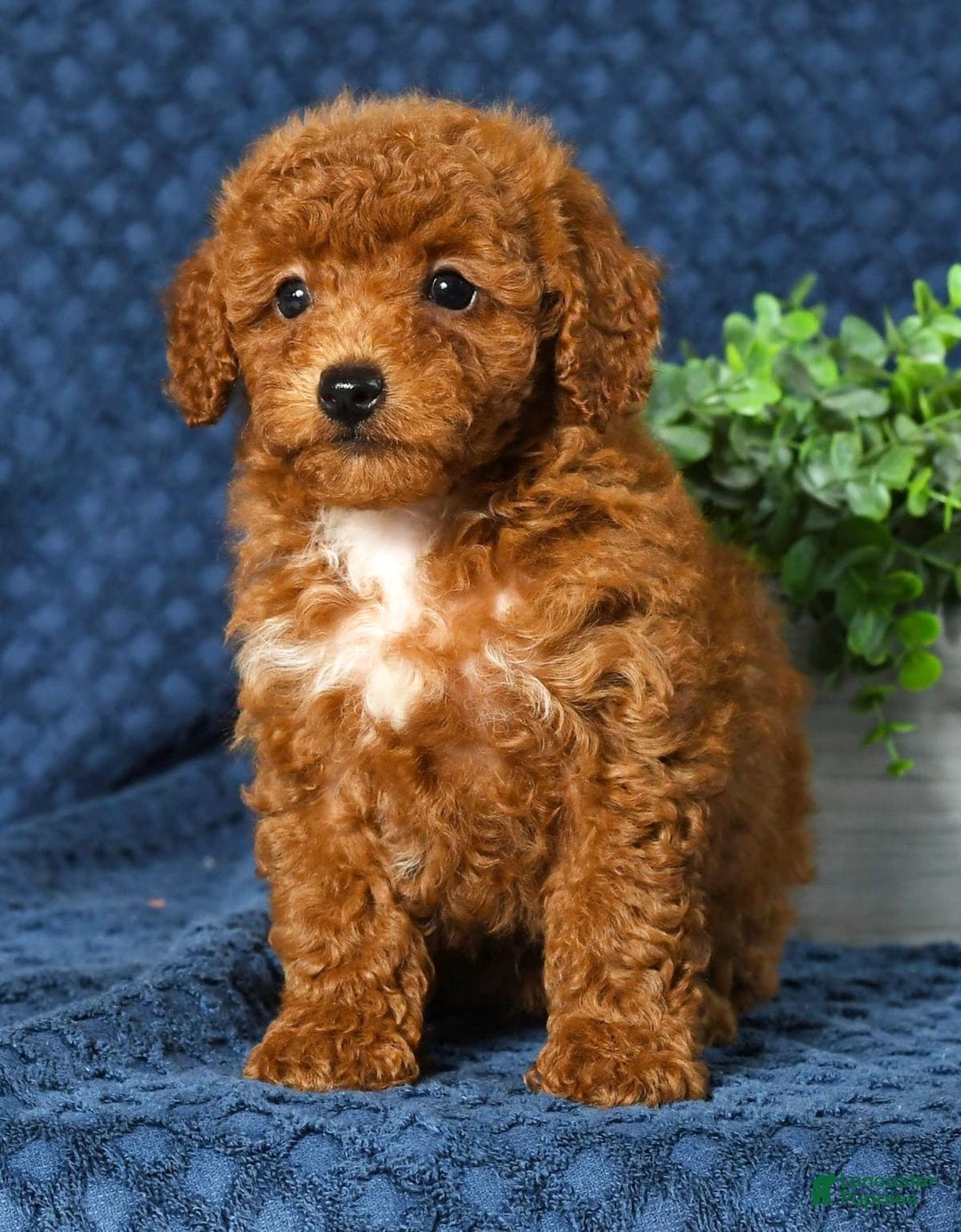 Cavapoo dogs for sale: Felicia - Image 3
