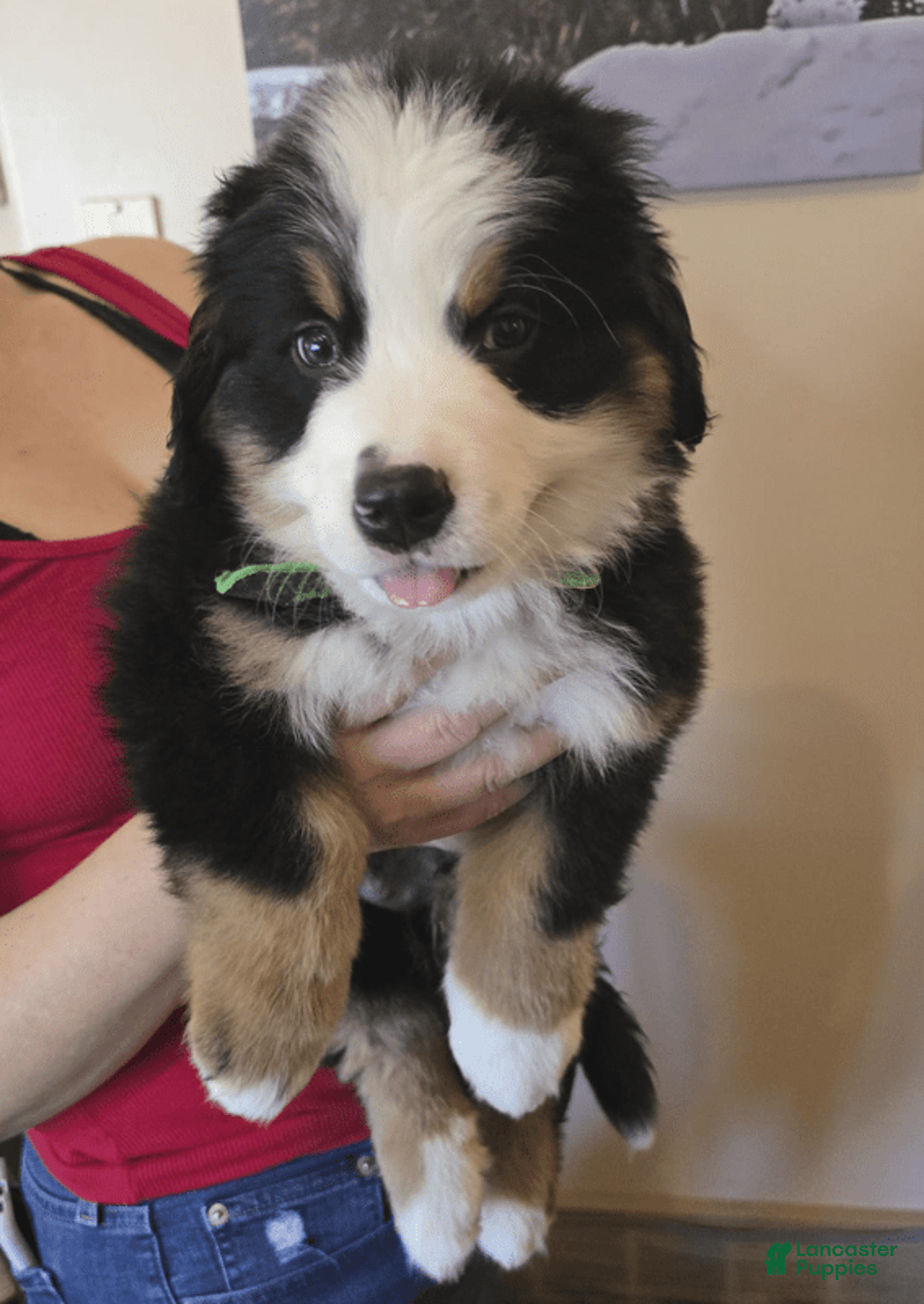 Bernese Mountain Dog dogs for sale: Hogan - Image 2