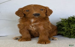 Goldendoodle dogs for sale: Kailey - Image 9