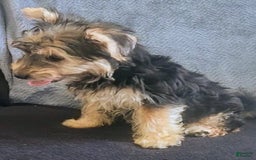Yorkiepoo dogs for sale: Larry - Image 3