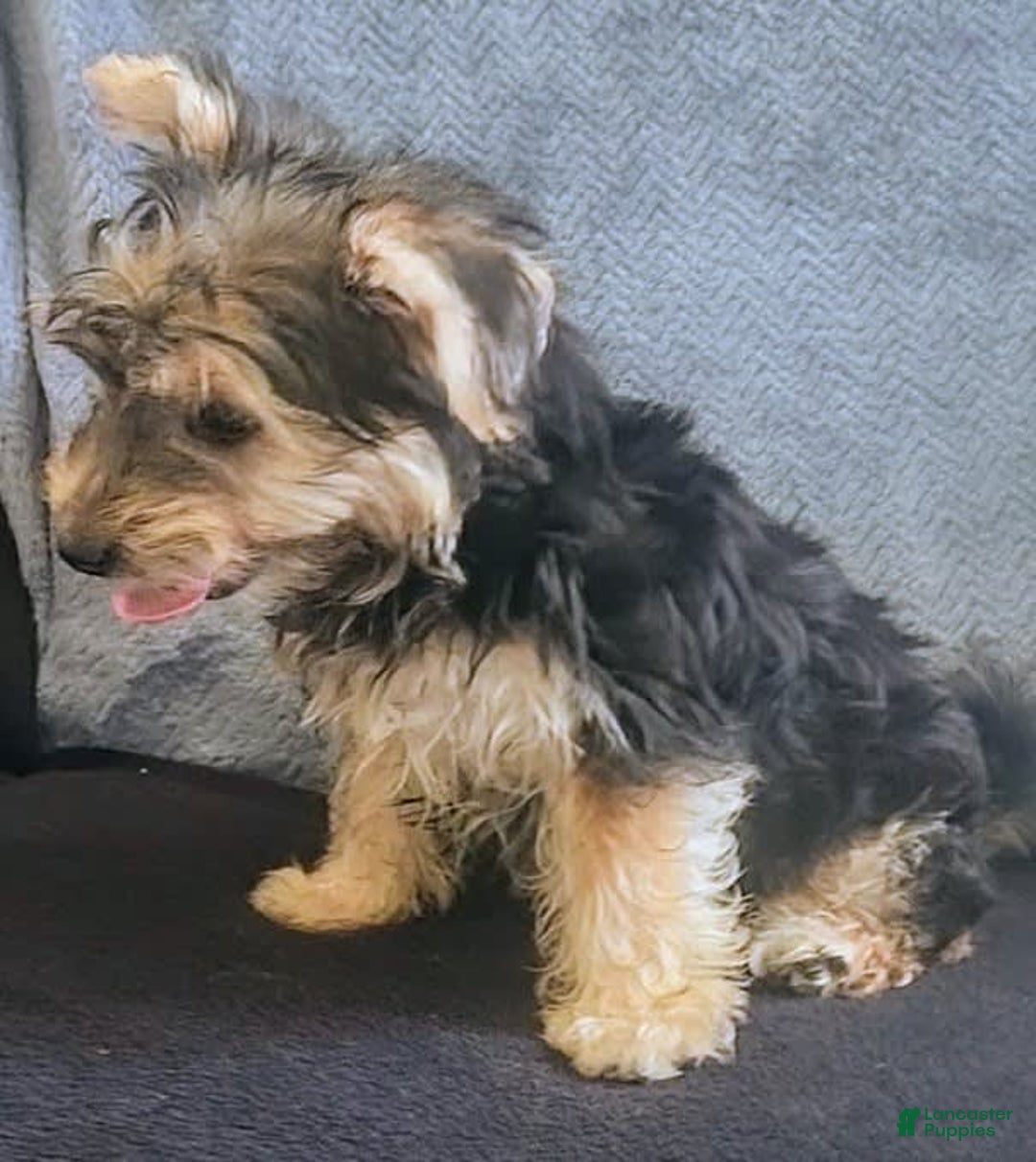 Yorkiepoo dogs for sale: Larry - Image 3