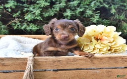 Miniature Dachshund dogs for sale: Tom - Image 5