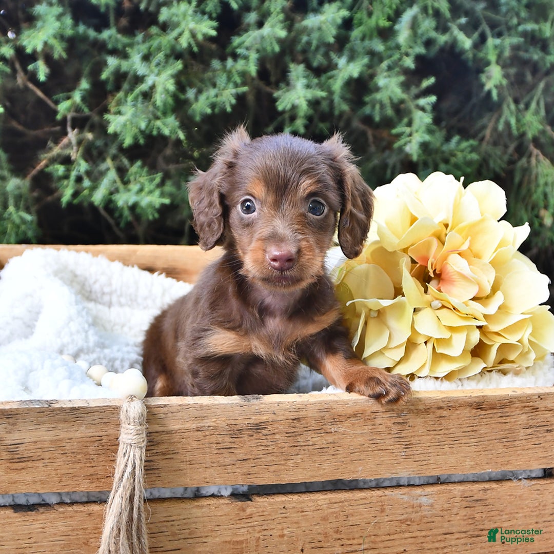 Miniature Dachshund dogs for sale: Tom - Image 5