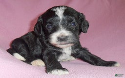 Cockapoo dogs for sale: Roxie - Image 9