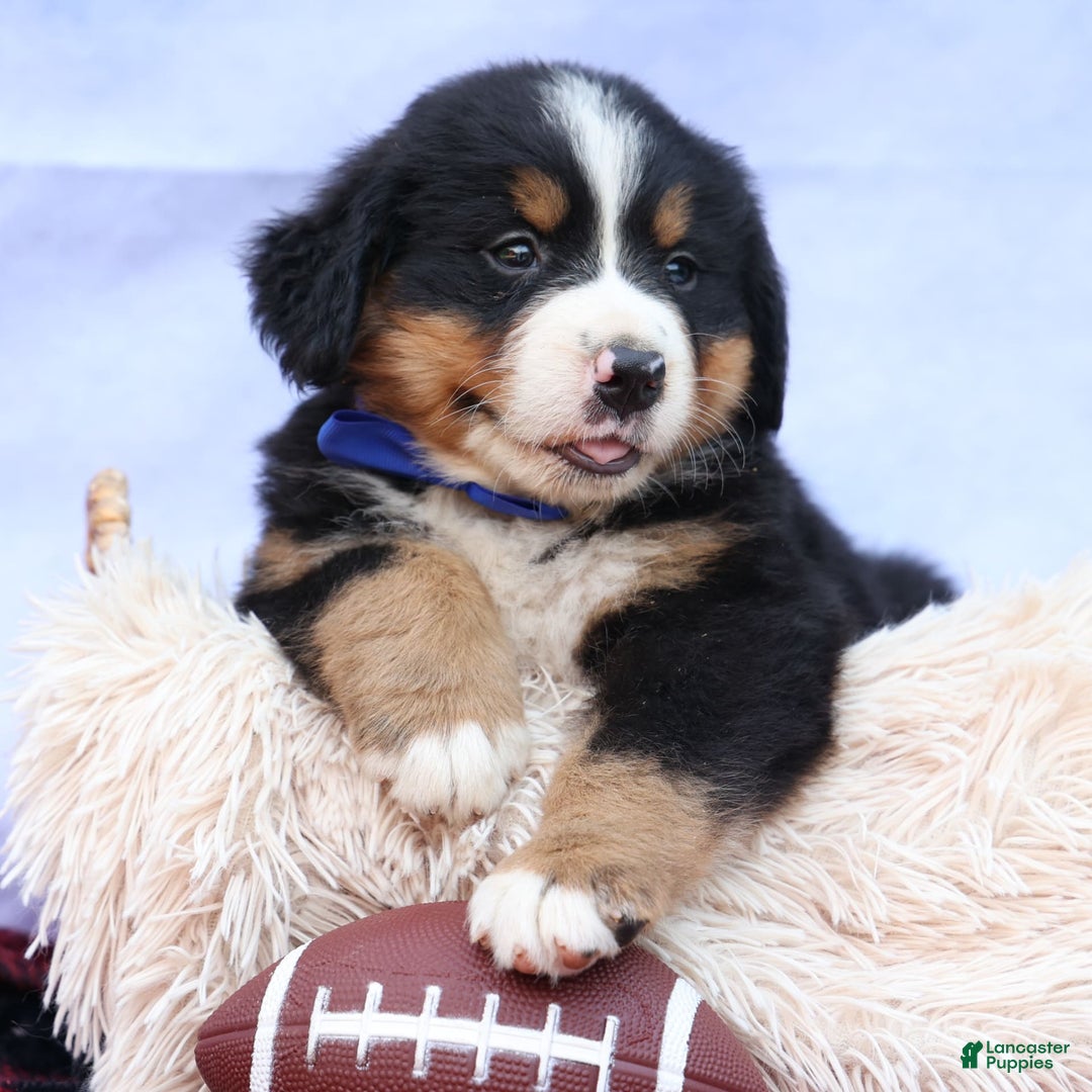 Bernese Mountain Dog dogs for sale: Seth - Image 14