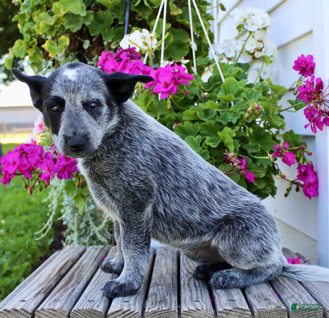 Australian Cattle Dog dogs for sale: Beauty - Image 4