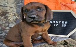 Redbone Coonhound dogs for sale: Hunter - Image 2