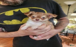 Chihuahua dogs for sale: Hunter - Image 3