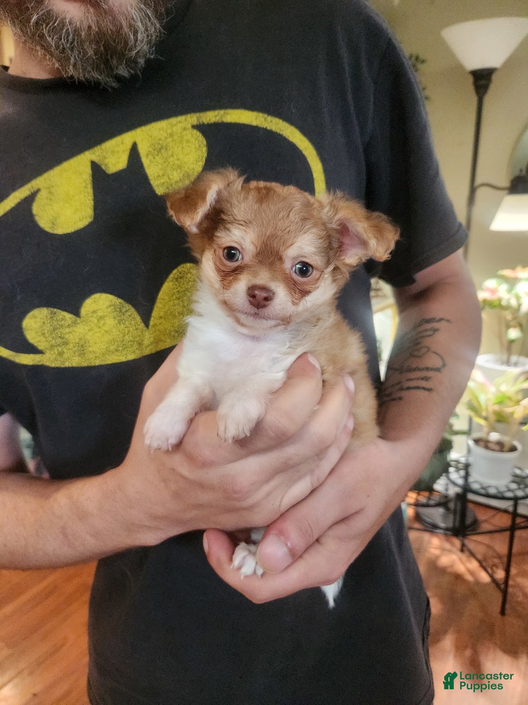 Chihuahua dogs for sale: Hunter - Image 3
