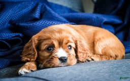 Cavalier King Charles Spaniel dogs for sale: Clifford - Image 6