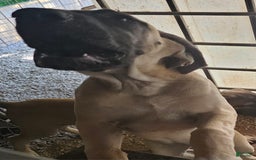 English Mastiff dogs for sale: Angel - Image 6