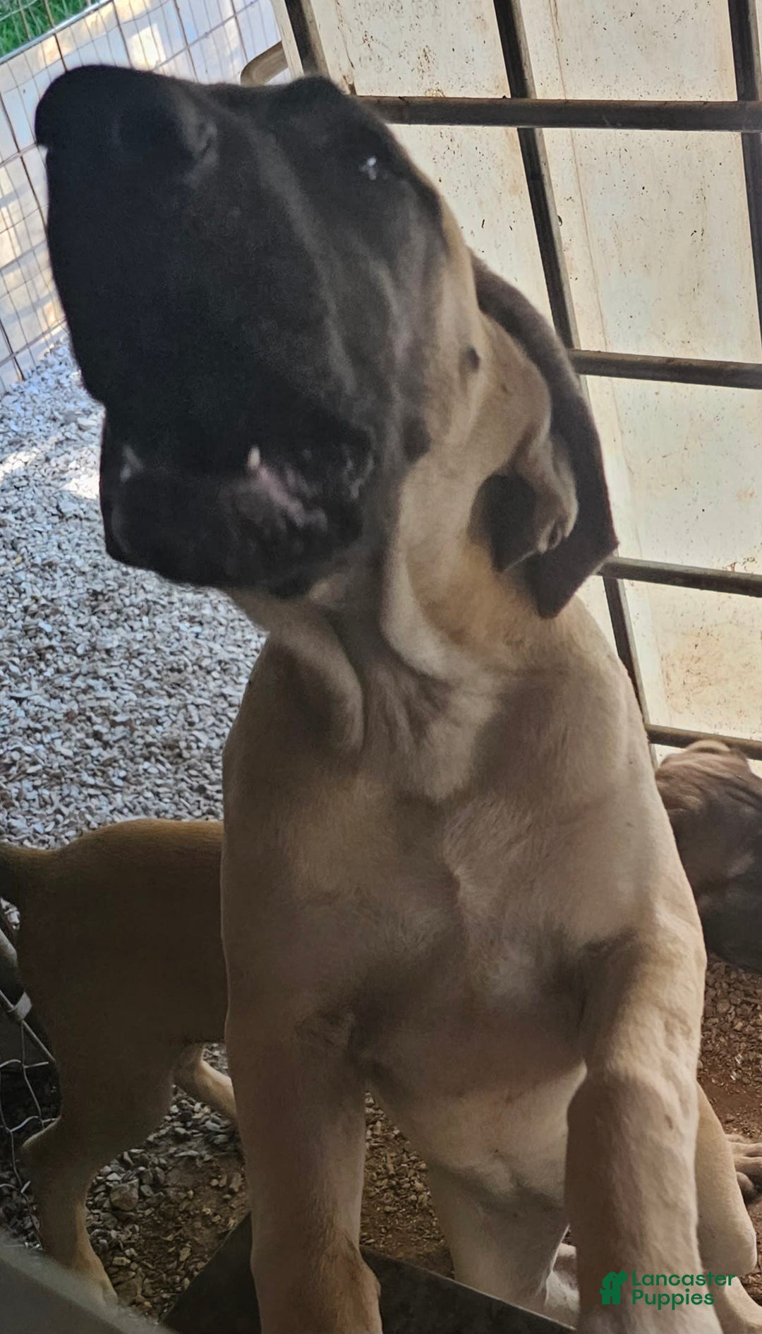 English Mastiff dogs for sale: Angel - Image 6